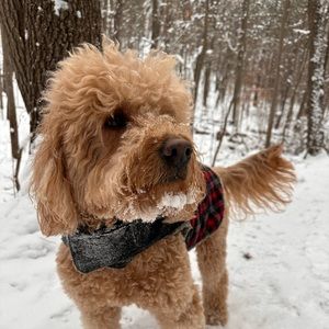 Meet your Posher, Jonah